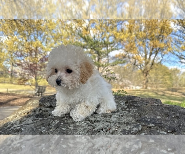 Medium Photo #5 Bichpoo Puppy For Sale in OLIVE BRANCH, MS, USA