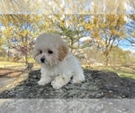 Small Photo #5 Bichpoo Puppy For Sale in OLIVE BRANCH, MS, USA