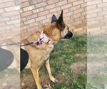 Small Photo #4 Mutt Puppy For Sale in Imlay City, MI, USA