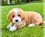 Small #6 Goldendoodle (Miniature)