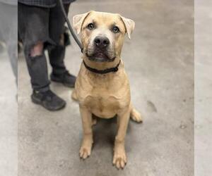 Mutt Dogs for adoption in Modesto, CA, USA