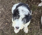 Small #1 Australian Shepherd-Old English Sheepdog Mix