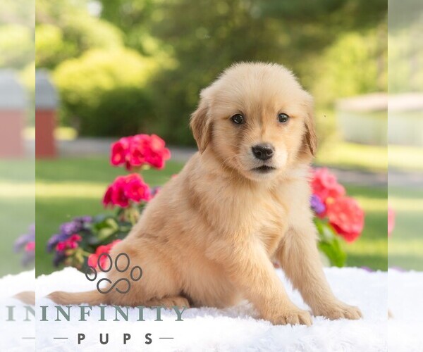 Medium Photo #6 Golden Retriever Puppy For Sale in NEWPORT, PA, USA