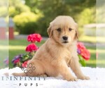 Small #5 Golden Retriever
