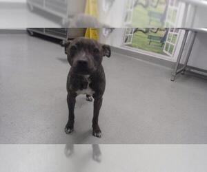 Mutt Dogs for adoption in San Francisco, CA, USA
