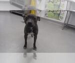 Small Mutt