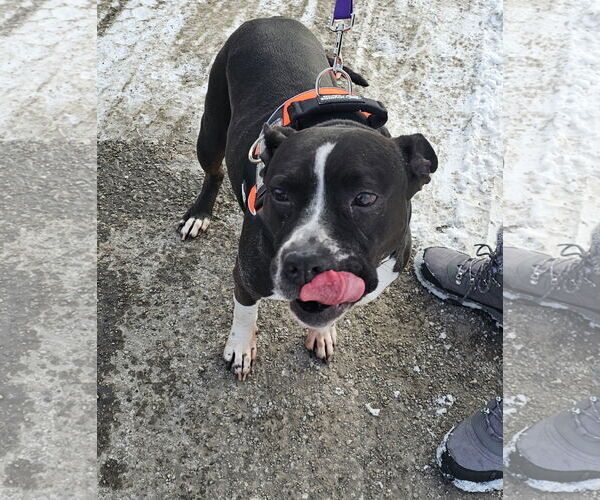 Medium Photo #3 Mutt Puppy For Sale in Crete, IL, USA