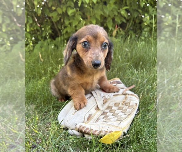 Medium Photo #4 Dachshund Puppy For Sale in MIDDLEBURY, IN, USA