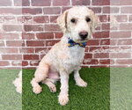 Small #5 Poodle (Miniature) Mix