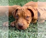 Small Photo #12 American Bully Puppy For Sale in FORT WORTH, TX, USA