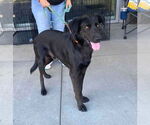 Small Retriever  Mix