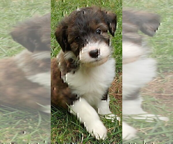 Medium Photo #17 Cadoodle Puppy For Sale in PERU, IN, USA
