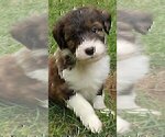 Small #2 Cadoodle
