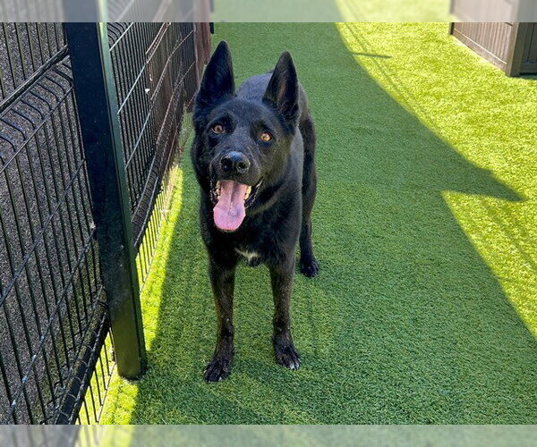 Medium Photo #1 German Shepherd Dog-Unknown Mix Puppy For Sale in Orange, CA, USA