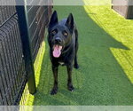 SHADOW - Male German Shepherd Dog-Unknown Mix Dog for Adoption - Small photo