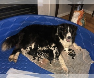 Mother of the Border Collie puppies born on 10/26/2021