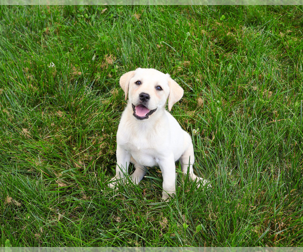 Medium Photo #3 Labrador Retriever Puppy For Sale in SYRACUSE, IN, USA