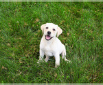 Small #2 Labrador Retriever