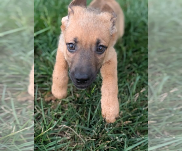 Medium Photo #2 Mutt Puppy For Sale in Holly Springs, NC, USA