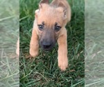 Small #1 Mutt