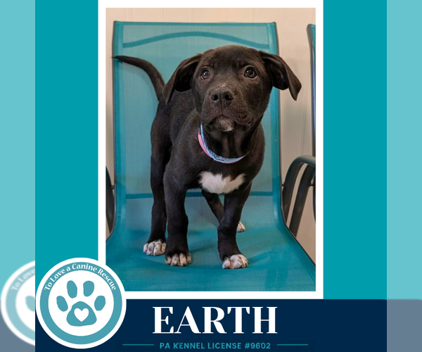 Medium Photo #1 Labrador Retriever-Unknown Mix Puppy For Sale in Kimberton, PA, USA