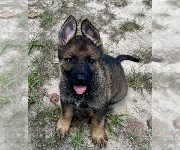 Medium Photo #2 German Shepherd Dog Puppy For Sale in PURVIS, MS, USA