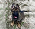Small #1 German Shepherd Dog