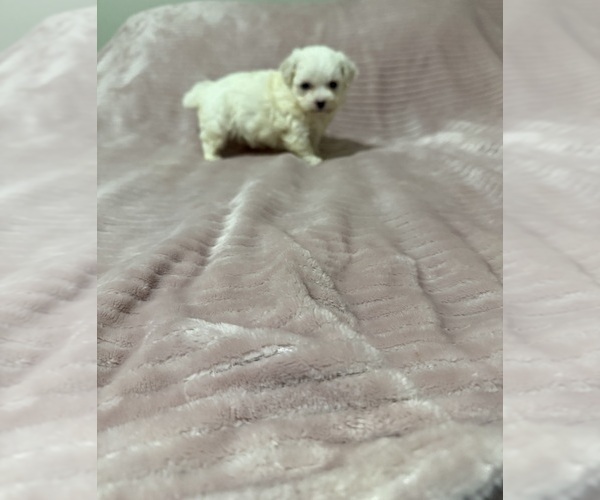 Medium Photo #1 Morkie Puppy For Sale in BENSON, NC, USA