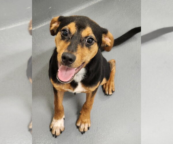 Medium Photo #1 Mutt Puppy For Sale in Hilton Head, SC, USA