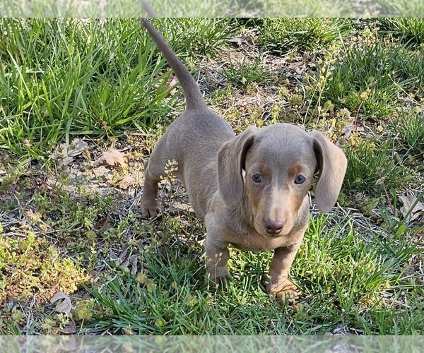 Medium Photo #4 Dachshund Puppy For Sale in CLARK, MO, USA