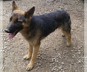 German Shepherd Dog Puppy for Sale in LOGAN, Ohio USA