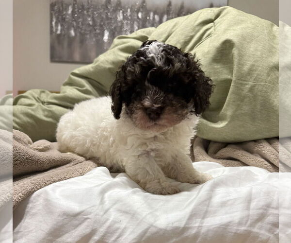 Medium Photo #3 Poodle (Miniature) Puppy For Sale in Mobile, AL, USA