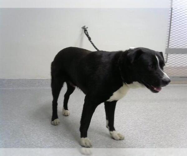 Medium Photo #1 Staffordshire Bull Terrier-Unknown Mix Puppy For Sale in Pasadena, TX, USA