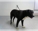 Small Staffordshire Bull Terrier Mix