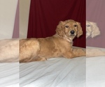 Small Photo #22 Goldendoodle-Poodle (Standard) Mix Puppy For Sale in DETROIT, MI, USA