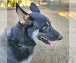 Small #11 German Shepherd Dog Mix