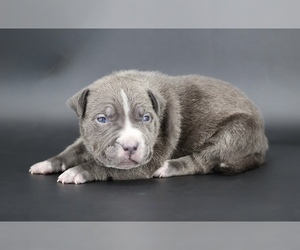 American Bully Puppy for sale in CHAMPAIGN, IL, USA