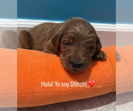 Puppy Stitch Goldendoodle