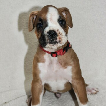 Medium Photo #1 Boxer Puppy For Sale in SINKING SPRING, PA, USA