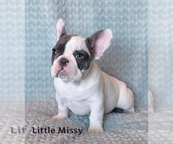 Medium Photo #2 French Bulldog Puppy For Sale in PERRIS, CA, USA
