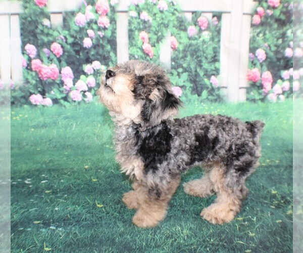 Medium Photo #10 Poodle (Miniature) Puppy For Sale in MIDDLEBURG, FL, USA