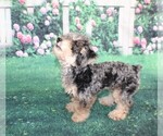 Small #9 Poodle (Miniature)