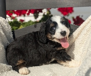 Bernedoodle Puppy for sale in GOSHEN, IN, USA