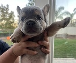 Puppy 5 French Bulldog