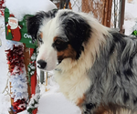 Small Photo #1 Australian Shepherd Puppy For Sale in BAKER CITY, OR, USA