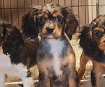 Small #8 Cavalier King Charles Spaniel