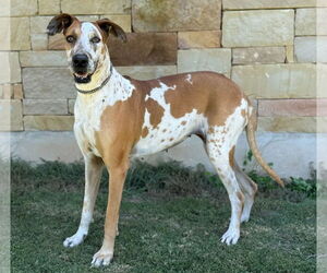 Great Dane Dogs for adoption in PIPE CREEK, TX, USA