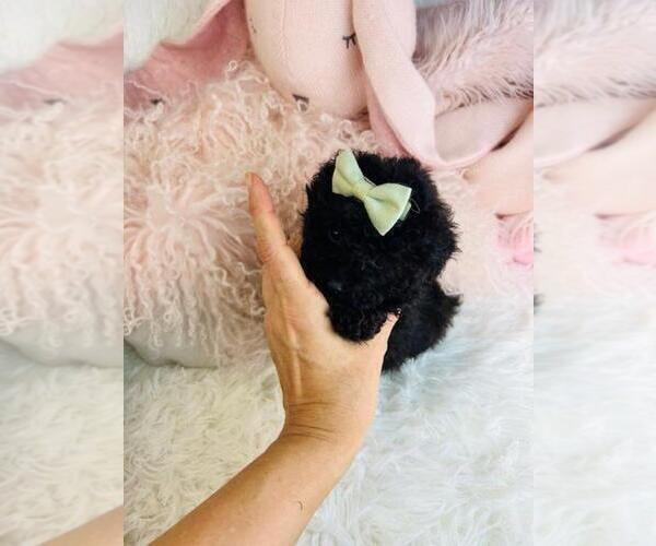 Medium Photo #6 Poodle (Toy) Puppy For Sale in PEMBROKE PINES, FL, USA