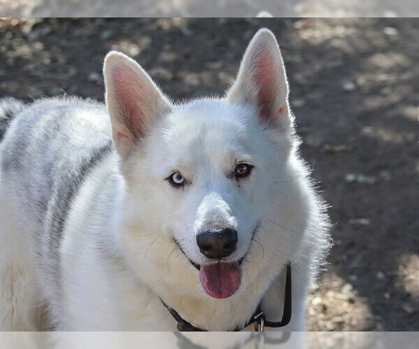 Medium Photo #1 Siberian Husky-Unknown Mix Puppy For Sale in Martinez, CA, USA