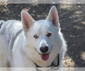 Siberian Husky-Unknown Mix Dogs for adoption in Martinez, CA, USA